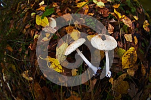 Unknown forest muchroom in grass