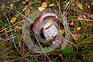 Unknown forest muchroom in grass