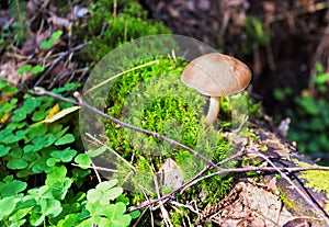 Unknown fungus in sunlight