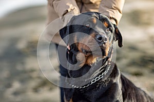 An unknown girl in a jacket stands on the beach near the sea and scratches a Rottweiler dog behind her ear