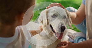 Unknown hands caress dog on picnic closeup. Happy labrador enjoy fondle in park.