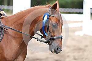 Unknown horse rider riding on equestrian event with the ribbons