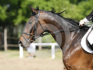 Unknown jumping rider on horseback overcomes barriers