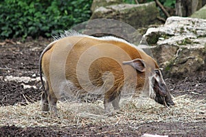 Unknown Mammal in the Saint Louis Zoo