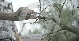 The unknown man is cutting the old branches with the pruner in teh garden. Agriculture concept. 4k footage. RED camera