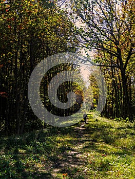 Unknown Man Walking Dogs in Woods