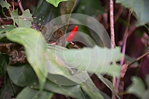 Unknown plant hairy flower budBird`s eye chilli or small red chilli