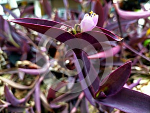 Unknown purple leaves flowers