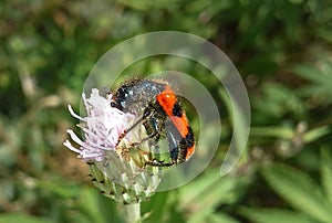 A single insect pollinating a flower close-up.