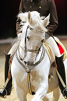 Unknown rider in action on a beautiful gray lipizzaner horse