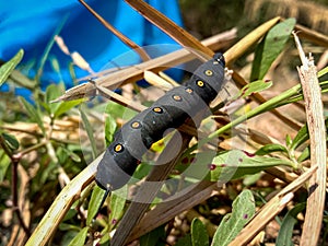 Unknown smooth black hairless caterpillar with orange and yellow dots