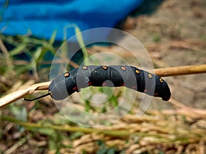 Unknown smooth black hairless caterpillar with orange and yellow dots