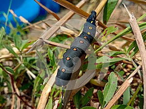 Unknown smooth black hairless caterpillar with orange and yellow dots