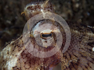 Unknown species of coconut octopus