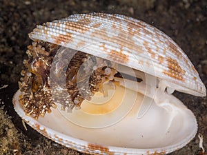 Unknown species of coconut octopus