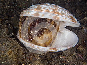 Unknown species of coconut octopus