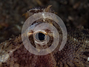 Unknown species of coconut octopus