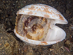Unknown species of coconut octopus