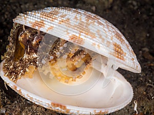 Unknown species of coconut octopus
