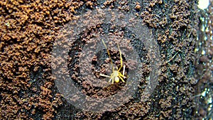 An unknown species of spider with very long front legs that lives in the dark and damp Odessa catacombs