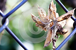 Unknown strange flower behind the fence - abstract