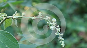 An unknown weird shaped flying insect collecting nectar from tiny wild flower bunch which was bent towards the ground