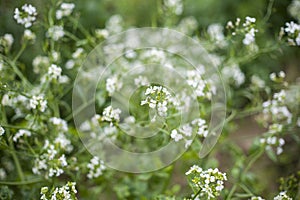 Unknown wild flowers