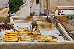 Unknown worker lays painted hides on the roof of old tannery in Fez. Morocco. The tanning industry in the city is considered one