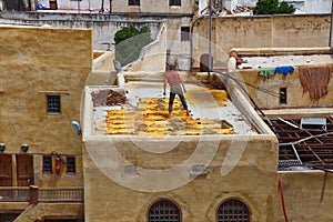 Unknown worker lays painted hides on the roof of old tannery in Fez. Morocco. The tanning industry in the city is considered one