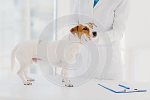 Unkown vet in white gown and gloves examines jack russell terrier dog at workplace, writes down prescription in clipboard, works