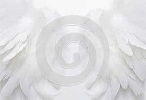 Unleash Your Inner Angel: Stunning White Feather Texture on White Background