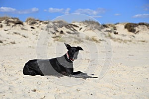 Unleashed black dog with his ears flapping in the wind