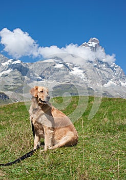 Unleashed dog and mountains