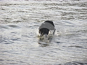 An unleashed dog play in shallow sea water