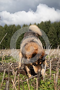 Unleashed Instincts: Hunting Dog Unearthing Treasures in the Field