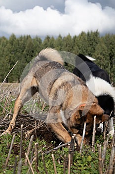 Unleashed Instincts: Hunting Dog Unearthing Treasures in the Field photo