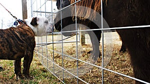 Unlikely friends horse bulldog farm photo
