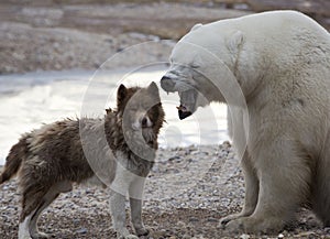 Unlikely pair.  Canadian Eskimo Dog and Polar Bear