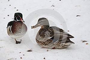 Unlikely pairing male wood duck with female mallard