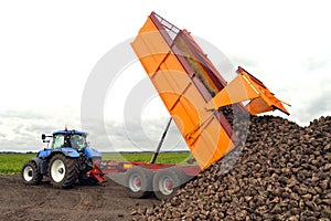 Unload beets photo