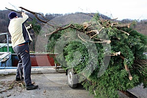 Unloading branches of tree in a dump