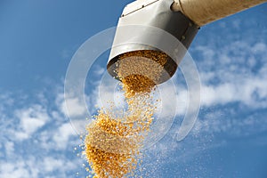 Unloading corn maize seeds