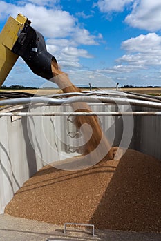 Unloading Grain