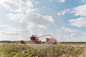Unloading grains into truck by unloading auger. Wheat harvesting on field in summer season. Process of gathering crop by