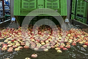 Unloading Heap of Harvested Fresh Apples into Water Tank in Food Processing Plant