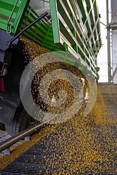 unloading soybeans into the silo