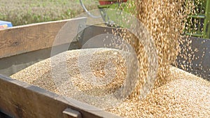 Unloading wheat seeds from the combine to the dump truck. Combine harvester unloads grain in the box