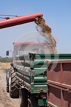 Unloading Wheat Into Trailer