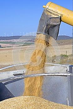 Unloading wheat in a truck