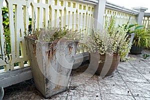 Unmaintained concrete pots with plants on the outdoor terrace